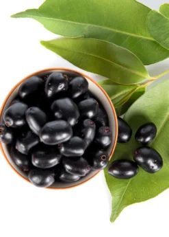 Jamun (Syzygium Cumini) -Sowexotic Shop JamunTreesforsale SowExotic.com 1