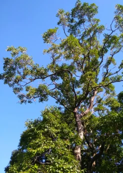 Jamun (Syzygium Cumini) -Sowexotic Shop JamunTreesforsale SowExotic.com 2