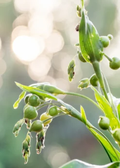 Job's Tears (Coix Lacryma-jobi) -Sowexotic Shop Job s Tears Coix lacryma jobi