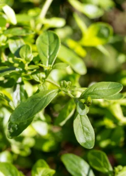 Jamaican Mint Tree, Kama Sutra Mint (Satureja Viminea)