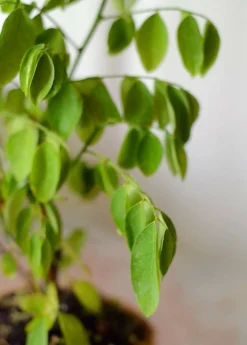 Katuk (Sauropus Androgynus) 8 Katuk (Sauropus Androgynus) -Sowexotic Shop Katuk Sauropus androgynus Sow Exotic 2