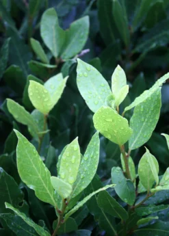 Bay Leaf, Bay Laurel (Laurus Nobilis) -Sowexotic Shop Laurus nobilis bay leaf bay laurel page 5