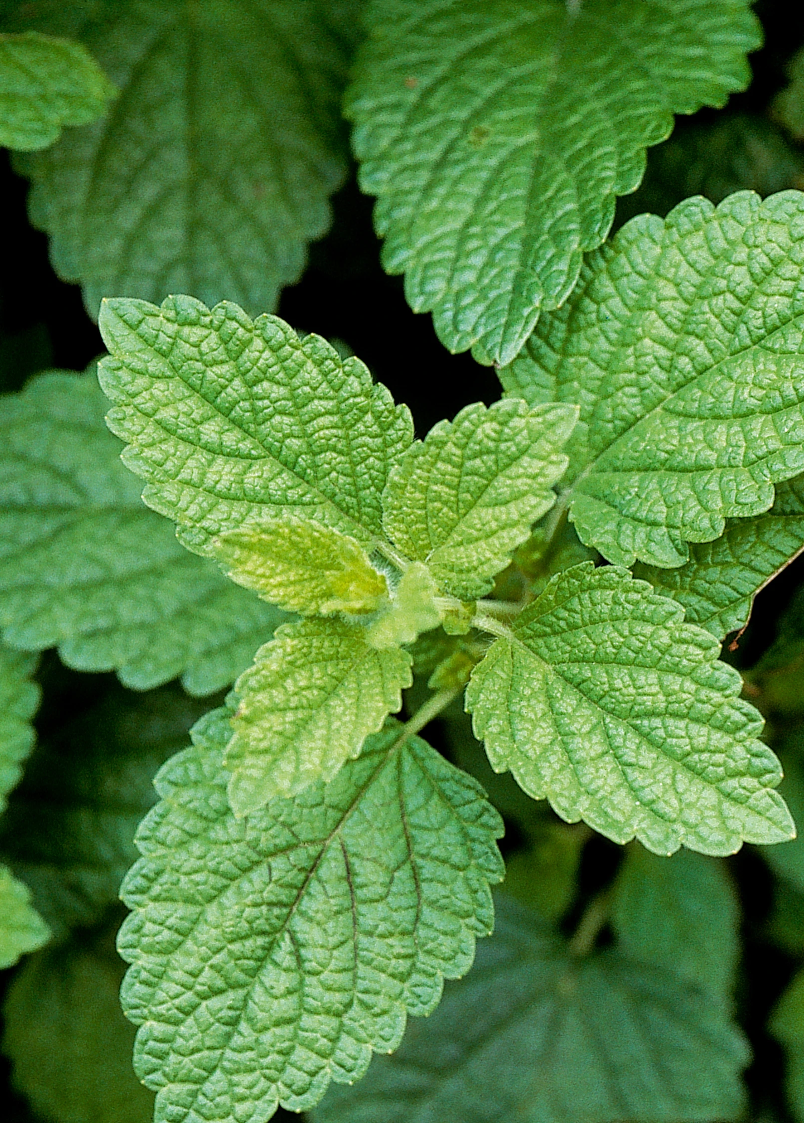 Lemon Balm 1 Lemon Balm