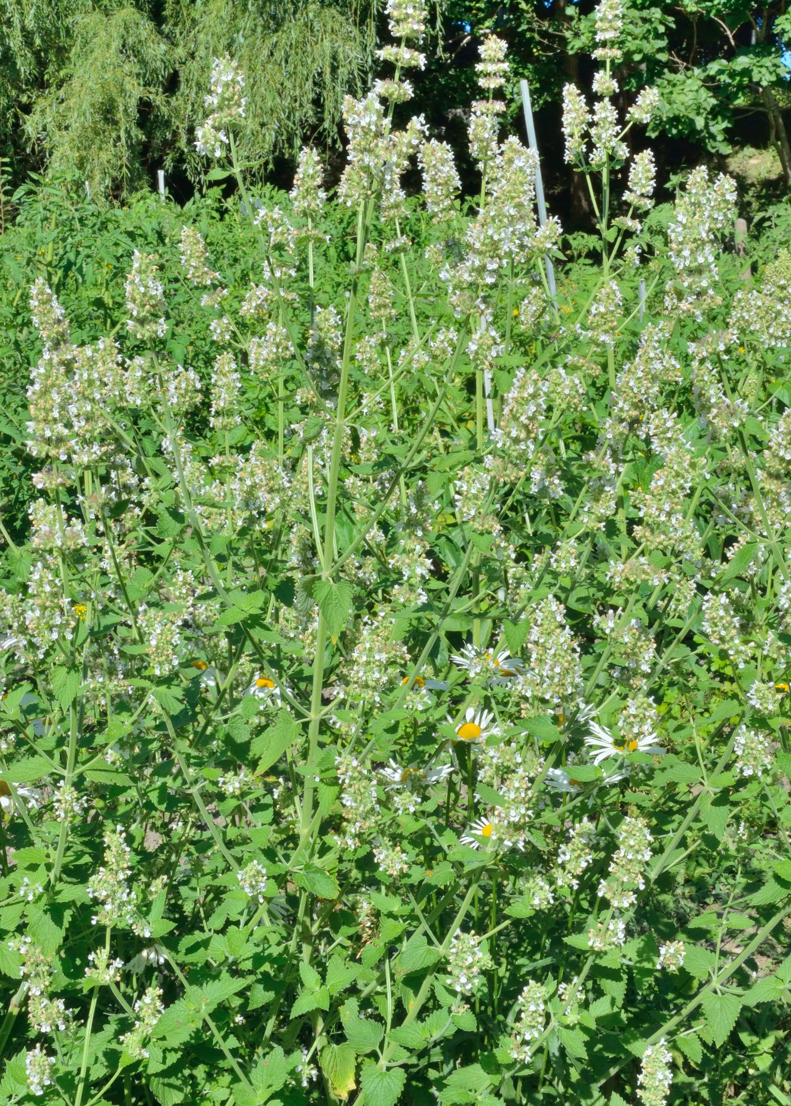 Lemon Balm 2 Lemon Balm - Image 2