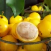 Lemon Drop Mangosteen (Garcinia Intermedia)