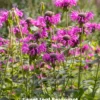 Bergamot Bundle: 'Lemon' & 'Sweet Leaf' Bergamot Plants