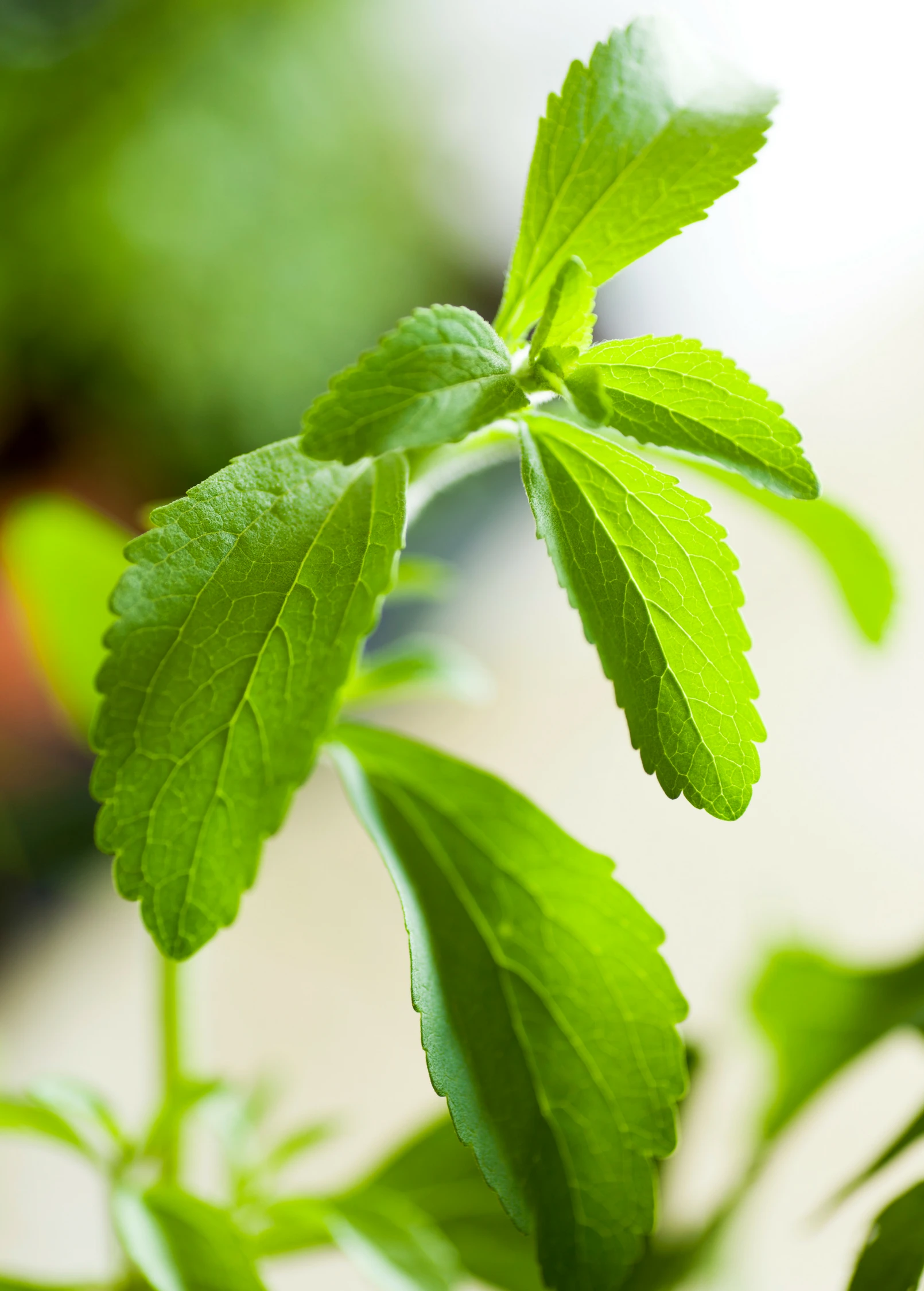 Stevia (Stevia Rebaudiana) 2 Stevia (Stevia Rebaudiana) - Image 2