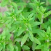 Rau Om, Rice Paddy Herb (Limnophila Aromatica)