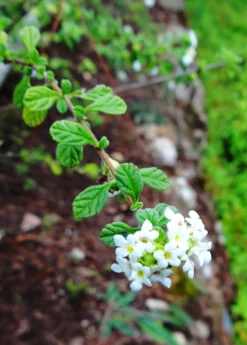 Jamaican Oregano (Lippia Micromera) -Sowexotic Shop Lippia micromera flowers