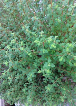 Jamaican Oregano (Lippia Micromera) -Sowexotic Shop Lippia micromera shrub