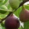 Fig 'Little Ruby' (Ficus Carica)