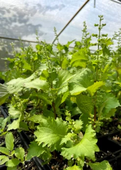 Korean Perilla (Perilla Frutescens)