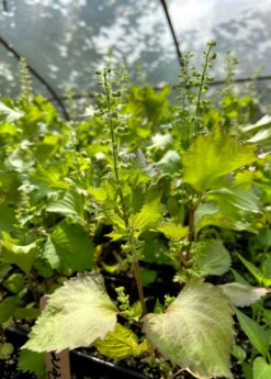 Korean Perilla (Perilla Frutescens) -Sowexotic Shop LiveKoreanPerillaPlantSowExotic 1