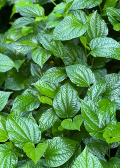 Lolot (Piper Sarmentosum) -Sowexotic Shop Lolotsowexoticliveplantforsale 1