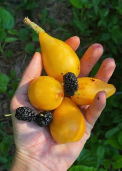 Loquat 'Christmas' (Eriobotrya Japonica) -Sowexotic Shop Loquat Fruit Live Plant for sale Sow Exotic acc60edf 21fa 4c9e b3bb 189c46214105