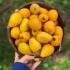 Loquat 'Christmas' (Eriobotrya Japonica)
