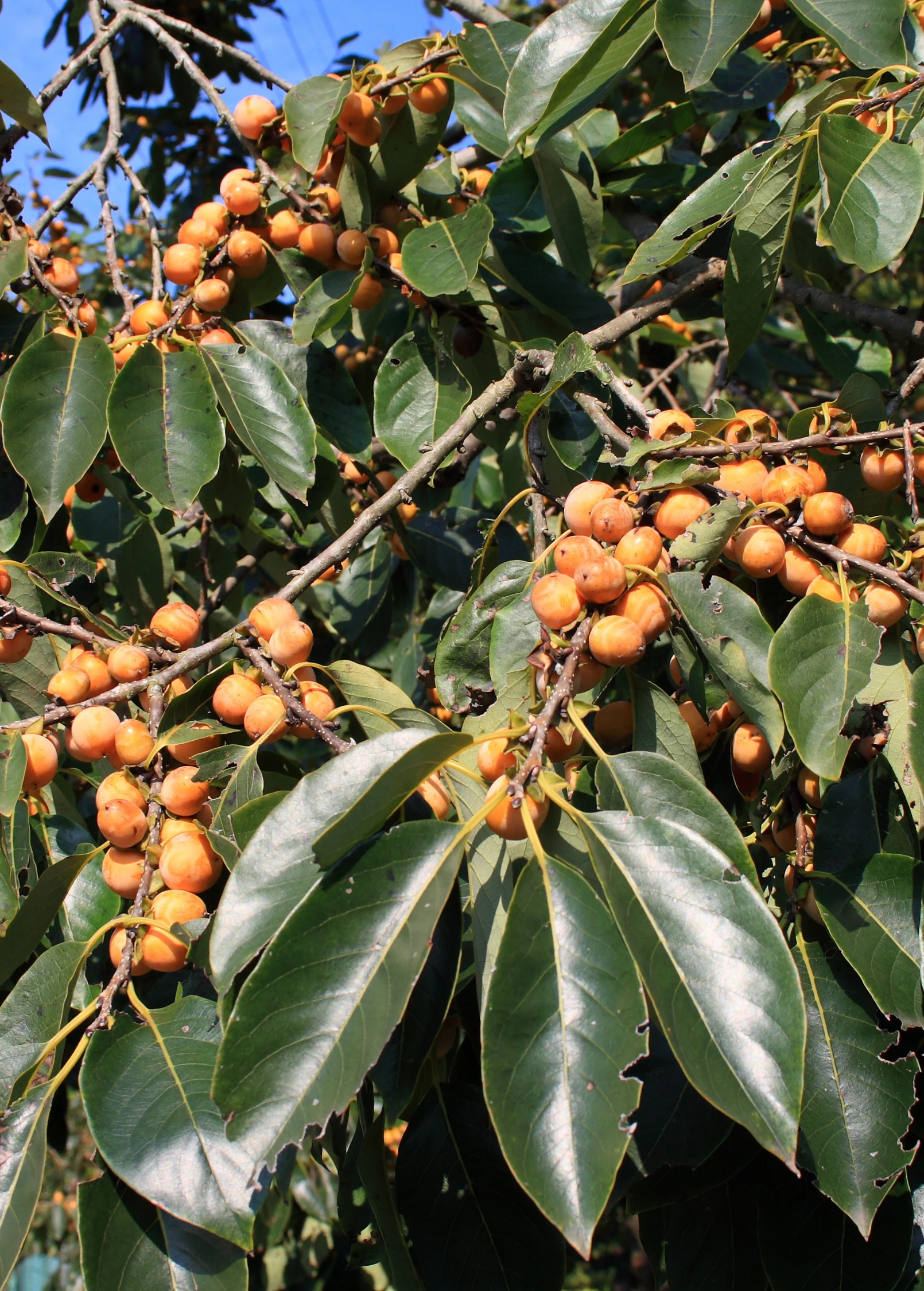 Lotus Plum (Diospyros Lotus) 1 Lotus Plum (Diospyros Lotus)