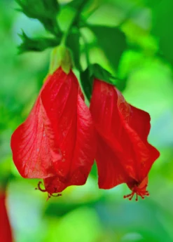 Turk's Cap (Malvaviscus Arboreus) -Sowexotic Shop Malvaviscusarboreus turkscapedibleflowersowexotic