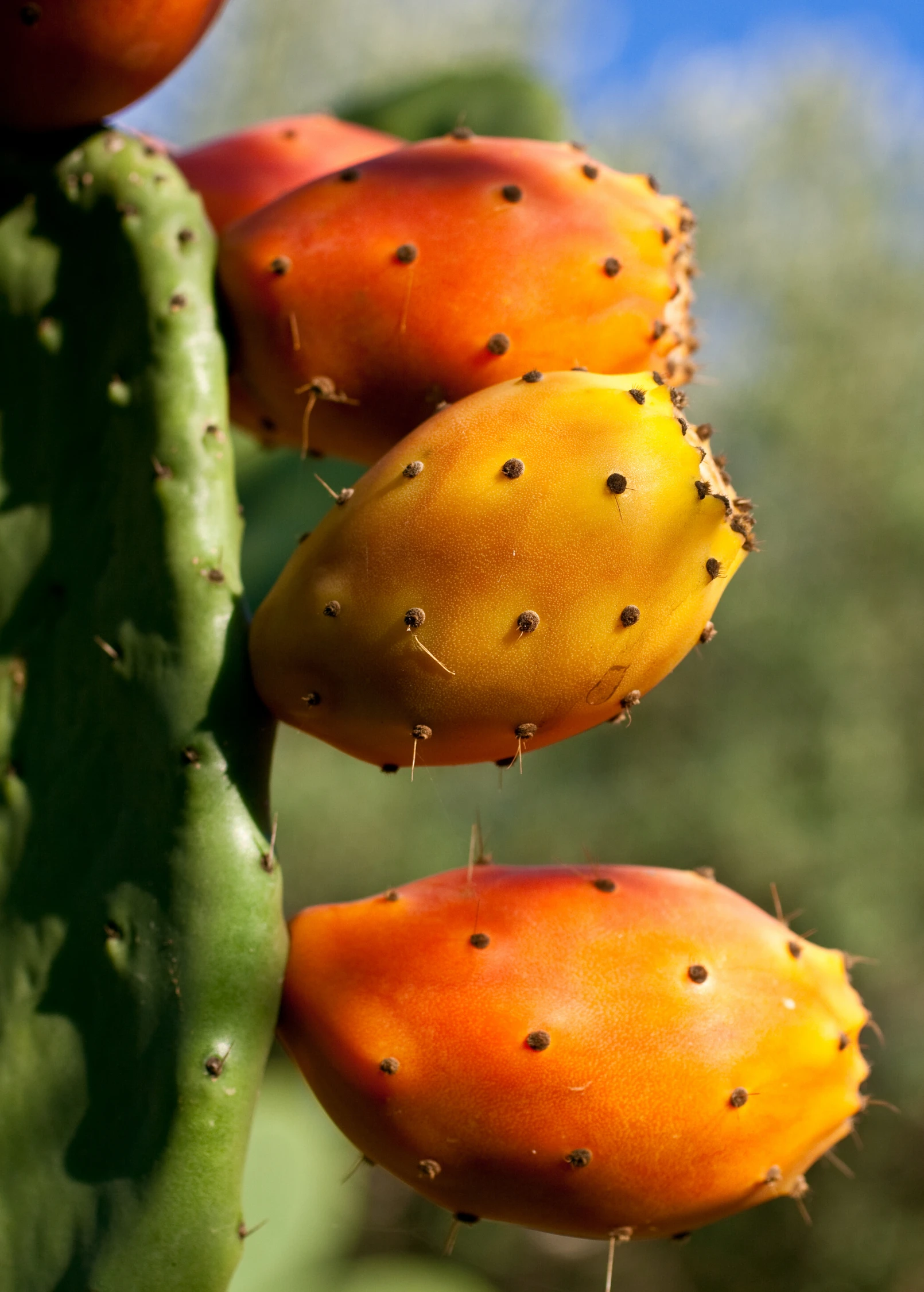 Prickly Pear (Opuntia Ficus-indica) 4 Prickly Pear (Opuntia Ficus-indica) - Image 4