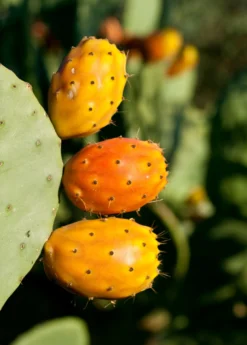 Prickly Pear (Opuntia Ficus-indica) 6 Prickly Pear (Opuntia Ficus-indica) -Sowexotic Shop Mexican Tuna Prickly Pear Sale Sow Exotic Nursery 1