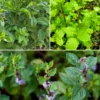 Mint Bundle: Vietnamese Mint, Moroccan Mint & Mojito Mint