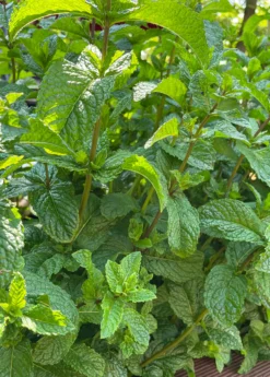 Moroccan Mint (Mentha Spicata) -Sowexotic Shop MoraccanMintPlantsforSale SowExotic.com