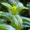 Moroccan Mint (Mentha Spicata)