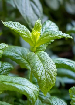 Moroccan Mint (Mentha Spicata)