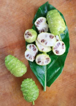Noni (Morinda Citrifolia) -Sowexotic Shop Morindacitrifolianonifruittreeforsalesowexotic 1
