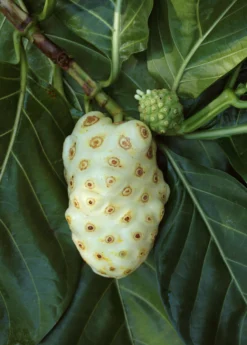 Noni (Morinda Citrifolia) -Sowexotic Shop Morindacitrifolianonifruittreeforsalesowexotic 2