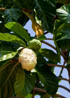 Noni (Morinda Citrifolia) -Sowexotic Shop Morindacitrifolianonifruittreeforsalesowexotic 4