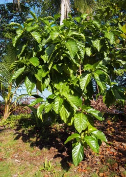 Noni (Morinda Citrifolia) -Sowexotic Shop Morindacitrifolianonifruittreeforsalesowexotic 5