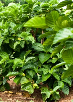 Noni (Morinda Citrifolia) -Sowexotic Shop Morindacitrifolianonifruittreeforsalesowexotic 7