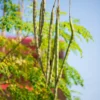 Moringa (Moringa Oleifera)