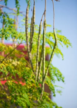 Moringa (Moringa Oleifera)