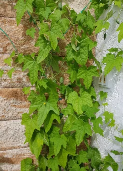 Mouse Melon (Melothria Scabra) -Sowexotic Shop MouseMelonplantforsale Melothriascabra SowExotic.com 6