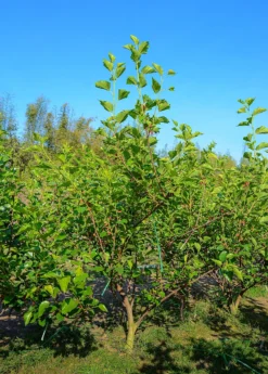 Mulberry 'Shangri La' (Morus Alba X Rubra) -Sowexotic Shop Mulberry Tree and Mulberry fruit