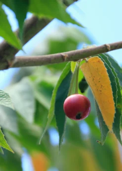 Strawberry Tree, Red (Muntingia Calabura) -Sowexotic Shop Muntingia calabura strawberry tree fruit on branch closeup