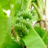 Banana 'Dwarf Nam Wah' (Musa Acuminata)