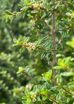 Moujean Tea, Bahama Berry (Nashia Inaguensis) -Sowexotic Shop Nashiainaguensissowexoticliveplantmoujeantea