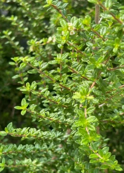 Moujean Tea, Bahama Berry (Nashia Inaguensis) -Sowexotic Shop Nashiainaguensissowexoticliveplantmoujeantea 1