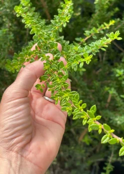 Moujean Tea, Bahama Berry (Nashia Inaguensis) -Sowexotic Shop Nashiainaguensissowexoticliveplantmoujeantea 4