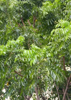 Neem Tree (Azadirachta Indica) -Sowexotic Shop Neem Sow Exotic Plant Nursery 2