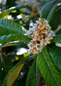 Loquat 'Italy' (Eriobotrya Japonica) -Sowexotic Shop NespoloItalianLoquat