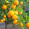 OLL-4 Sweet Orange (Citrus Sinensis ‘OLL-4’)