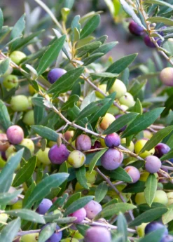 Olive 'Arbequina' (Olea Europea) -Sowexotic Shop Olive Arbequina Oleaeuropea liveplantforsalesowexotic 1