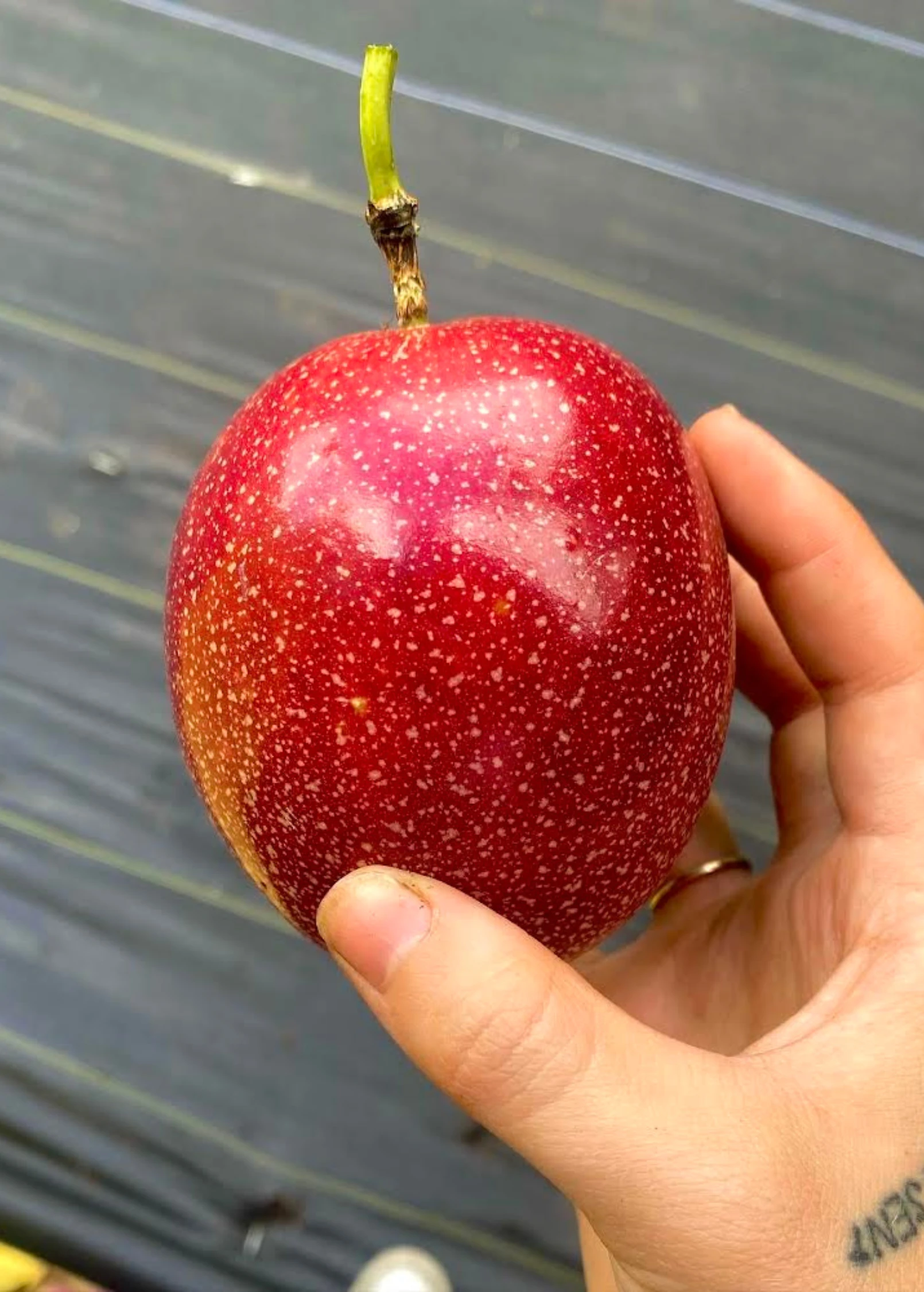 Panama Red Passion Fruit (Passiflora Edulis) 2 Panama Red Passion Fruit (Passiflora Edulis) - Image 2