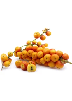 Jelly Palm (Butia Capitata) -Sowexotic Shop Pindo Palm fruit white background