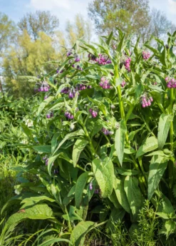Comfrey (Symphytum Uplandicum) -Sowexotic Shop Pink And Purple Blooming Common Comfrey Plants From Close