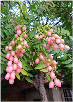 Pink Wampee (Clausena Excavata) -Sowexotic Shop Pink Wampee Fruits